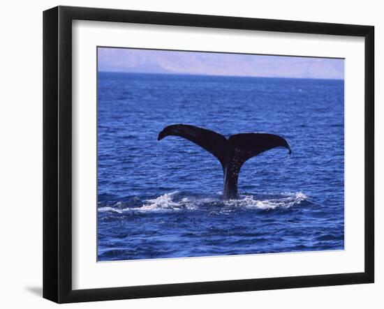 Sperm Whale Fluke-DLILLC-Framed Photographic Print