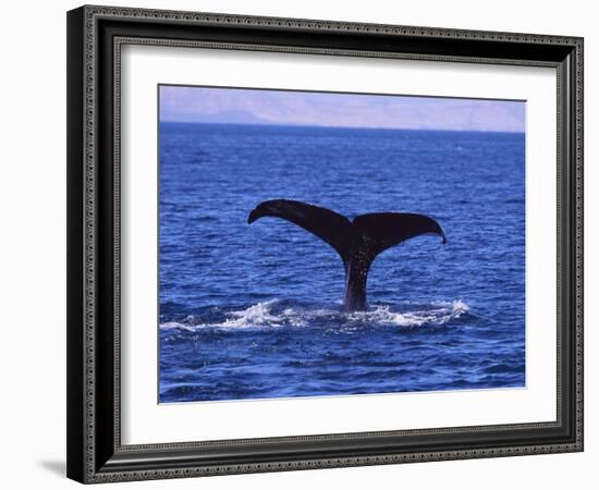 Sperm Whale Fluke-DLILLC-Framed Photographic Print