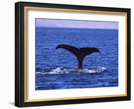 Sperm Whale Fluke-DLILLC-Framed Photographic Print