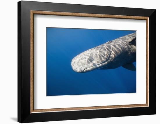 Sperm Whale Head (Physeter Catodon), Caribbean, Dominica-Reinhard Dirscherl-Framed Photographic Print
