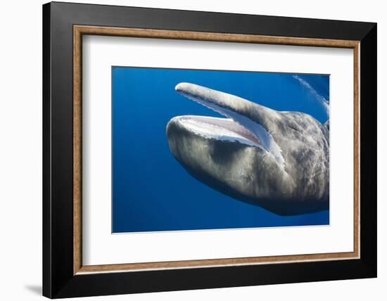 Sperm Whale Head-Reinhard Dirscherl-Framed Photographic Print