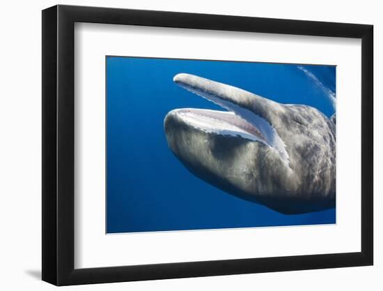 Sperm Whale Head-Reinhard Dirscherl-Framed Photographic Print