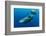 Sperm whale mother and calf,  Dominica, Caribbean Sea-Franco Banfi-Framed Photographic Print