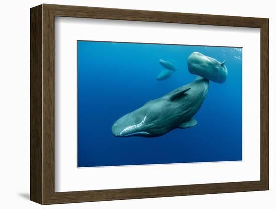 Sperm whale mother and calf,  Dominica, Caribbean Sea-Franco Banfi-Framed Photographic Print