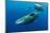 Sperm whale mother and calf,  Dominica, Caribbean Sea-Franco Banfi-Mounted Photographic Print