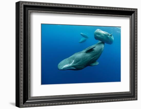 Sperm whale mother and calf,  Dominica, Caribbean Sea-Franco Banfi-Framed Photographic Print