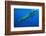 Sperm Whale Mother and Calf-Reinhard Dirscherl-Framed Photographic Print