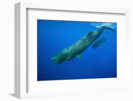 Sperm Whale Mother and Calf-Reinhard Dirscherl-Framed Photographic Print