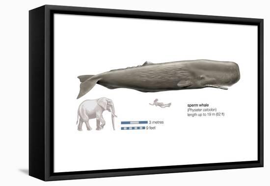 Sperm Whale (Physeter Catodon), Mammals-Encyclopaedia Britannica-Framed Stretched Canvas