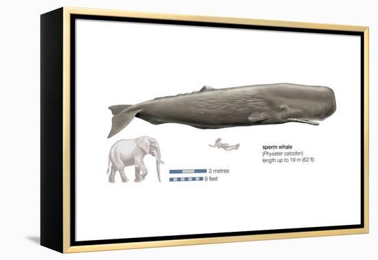 Sperm Whale (Physeter Catodon), Mammals-Encyclopaedia Britannica-Framed Stretched Canvas