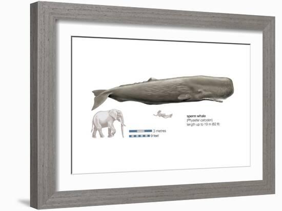 Sperm Whale (Physeter Catodon), Mammals-Encyclopaedia Britannica-Framed Art Print