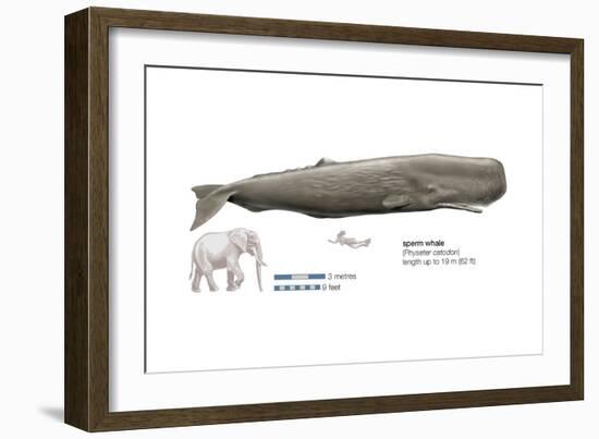 Sperm Whale (Physeter Catodon), Mammals-Encyclopaedia Britannica-Framed Art Print