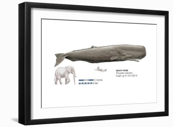 Sperm Whale (Physeter Catodon), Mammals-Encyclopaedia Britannica-Framed Art Print