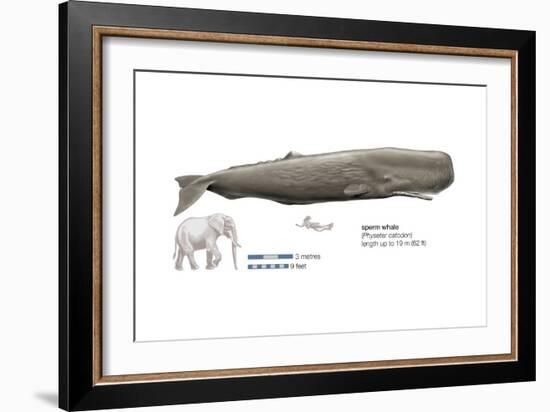 Sperm Whale (Physeter Catodon), Mammals-Encyclopaedia Britannica-Framed Art Print