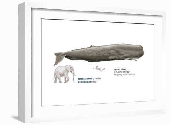 Sperm Whale (Physeter Catodon), Mammals-Encyclopaedia Britannica-Framed Art Print