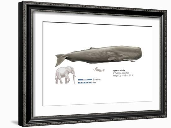 Sperm Whale (Physeter Catodon), Mammals-Encyclopaedia Britannica-Framed Art Print