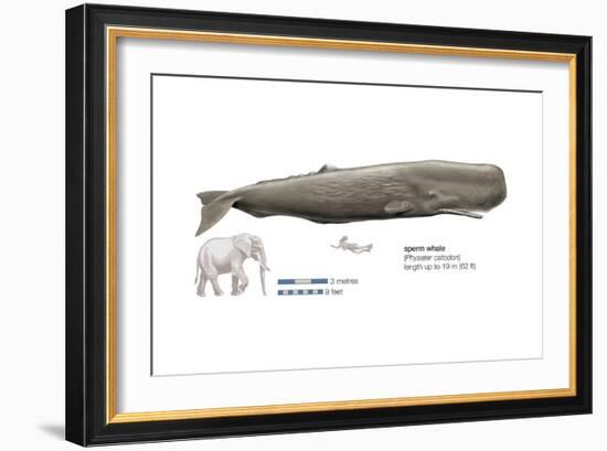 Sperm Whale (Physeter Catodon), Mammals-Encyclopaedia Britannica-Framed Art Print