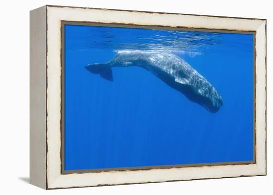 Sperm Whale (Physeter Macrocephalus) Diving, Pico, Azores, Portugal, June 2009-Lundgren-Framed Premier Image Canvas