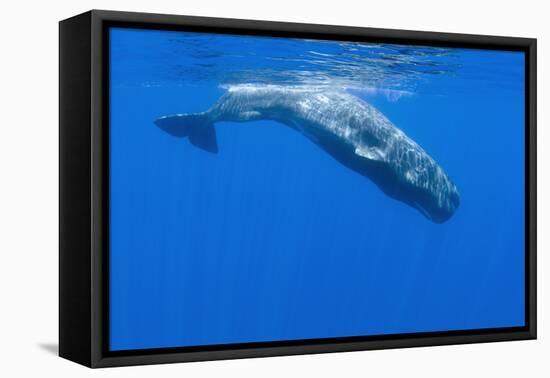 Sperm Whale (Physeter Macrocephalus) Diving, Pico, Azores, Portugal, June 2009-Lundgren-Framed Premier Image Canvas