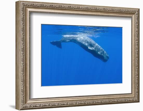 Sperm Whale (Physeter Macrocephalus) Diving, Pico, Azores, Portugal, June 2009-Lundgren-Framed Photographic Print