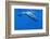 Sperm Whale (Physeter Macrocephalus) Diving, Pico, Azores, Portugal, June 2009-Lundgren-Framed Photographic Print