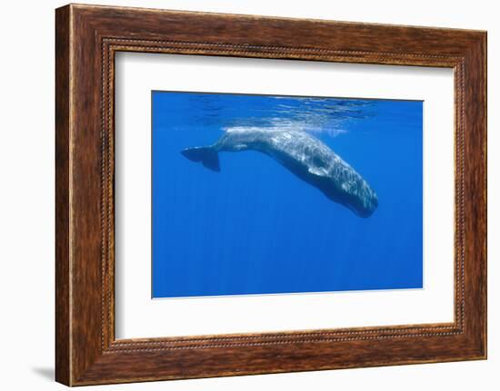 Sperm Whale (Physeter Macrocephalus) Diving, Pico, Azores, Portugal, June 2009-Lundgren-Framed Photographic Print