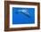 Sperm Whale (Physeter Macrocephalus) Diving, Pico, Azores, Portugal, June 2009-Lundgren-Framed Photographic Print