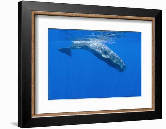 Sperm Whale (Physeter Macrocephalus) Diving, Pico, Azores, Portugal, June 2009-Lundgren-Framed Photographic Print