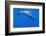 Sperm Whale (Physeter Macrocephalus) Diving, Pico, Azores, Portugal, June 2009-Lundgren-Framed Photographic Print