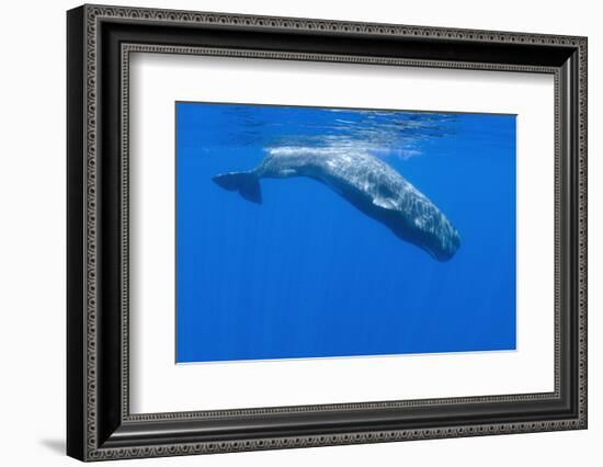 Sperm Whale (Physeter Macrocephalus) Diving, Pico, Azores, Portugal, June 2009-Lundgren-Framed Photographic Print