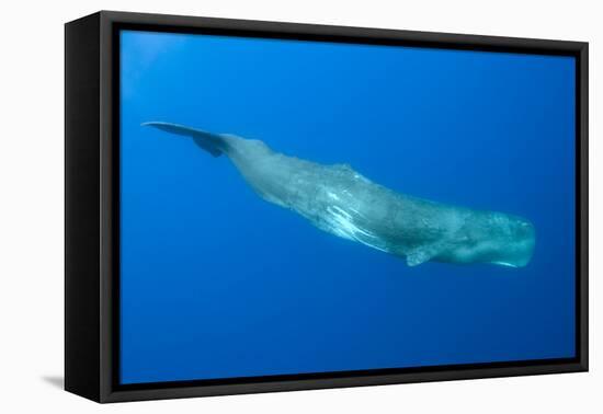 Sperm Whale (Physeter Macrocephalus) Pico, Azores, Portugal, June 2009-Lundgren-Framed Premier Image Canvas