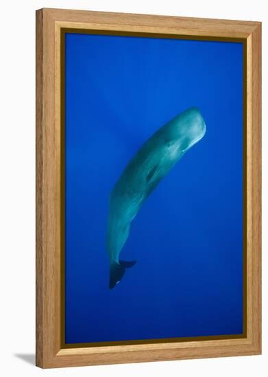 Sperm Whale (Physeter Macrocephalus)-Reinhard Dirscherl-Framed Premier Image Canvas