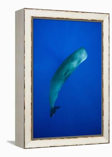 Sperm Whale (Physeter Macrocephalus)-Reinhard Dirscherl-Framed Premier Image Canvas