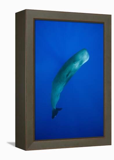 Sperm Whale (Physeter Macrocephalus)-Reinhard Dirscherl-Framed Premier Image Canvas