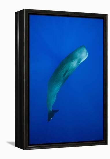 Sperm Whale (Physeter Macrocephalus)-Reinhard Dirscherl-Framed Premier Image Canvas