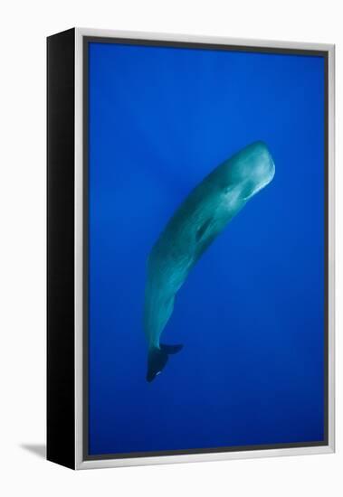 Sperm Whale (Physeter Macrocephalus)-Reinhard Dirscherl-Framed Premier Image Canvas