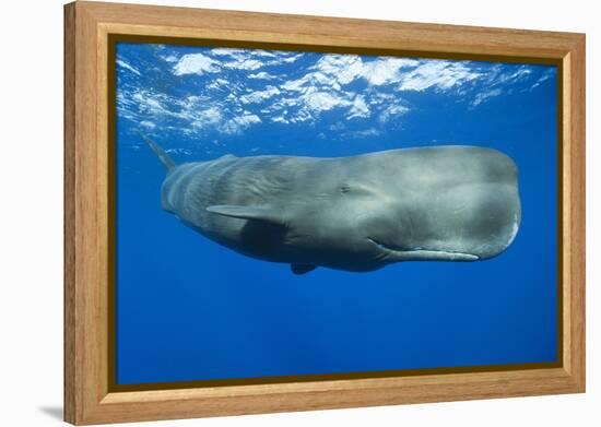 Sperm Whale (Physeter Macrocephalus)-Reinhard Dirscherl-Framed Premier Image Canvas