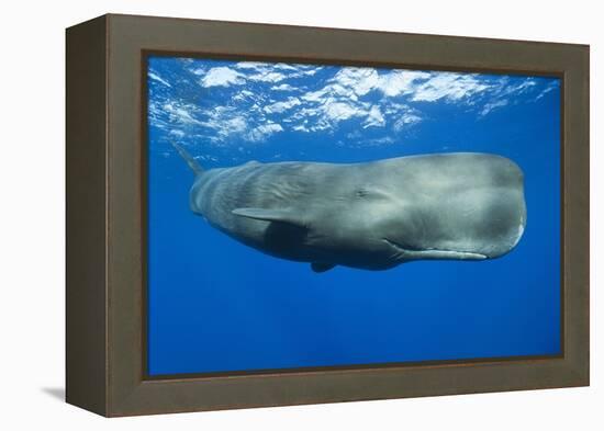 Sperm Whale (Physeter Macrocephalus)-Reinhard Dirscherl-Framed Premier Image Canvas