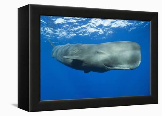 Sperm Whale (Physeter Macrocephalus)-Reinhard Dirscherl-Framed Premier Image Canvas