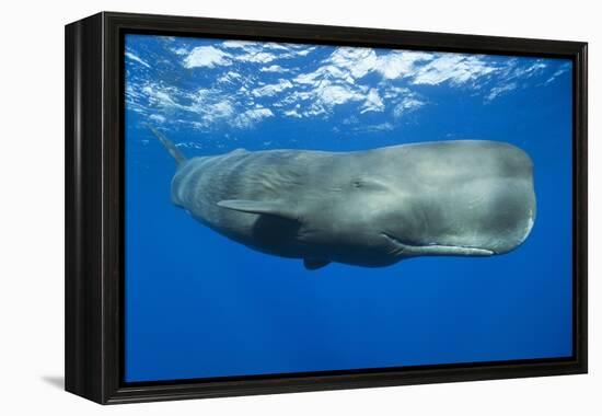 Sperm Whale (Physeter Macrocephalus)-Reinhard Dirscherl-Framed Premier Image Canvas