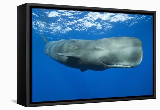 Sperm Whale (Physeter Macrocephalus)-Reinhard Dirscherl-Framed Premier Image Canvas