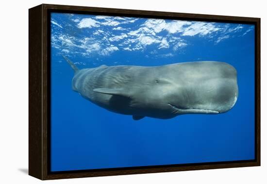 Sperm Whale (Physeter Macrocephalus)-Reinhard Dirscherl-Framed Premier Image Canvas