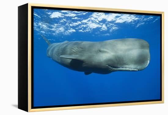 Sperm Whale (Physeter Macrocephalus)-Reinhard Dirscherl-Framed Premier Image Canvas