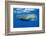 Sperm Whale (Physeter Macrocephalus)-Reinhard Dirscherl-Framed Premium Photographic Print