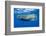 Sperm Whale (Physeter Macrocephalus)-Reinhard Dirscherl-Framed Premium Photographic Print