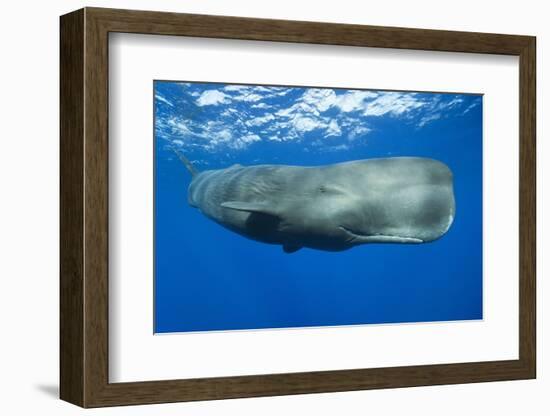 Sperm Whale (Physeter Macrocephalus)-Reinhard Dirscherl-Framed Premium Photographic Print