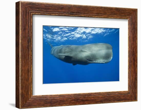 Sperm Whale (Physeter Macrocephalus)-Reinhard Dirscherl-Framed Premium Photographic Print