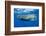 Sperm Whale (Physeter Macrocephalus)-Reinhard Dirscherl-Framed Premium Photographic Print