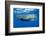 Sperm Whale (Physeter Macrocephalus)-Reinhard Dirscherl-Framed Premium Photographic Print