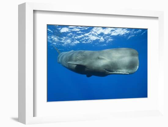 Sperm Whale (Physeter Macrocephalus)-Reinhard Dirscherl-Framed Premium Photographic Print